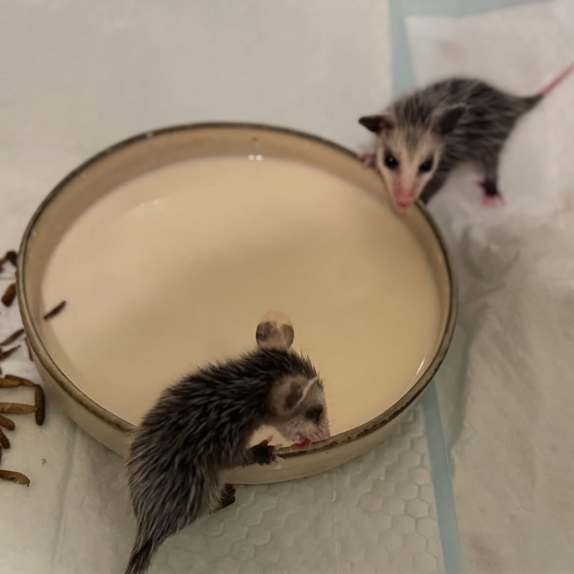 Two young opossums near a dish of milk on a white surface.