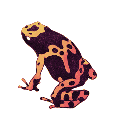 Animated frog